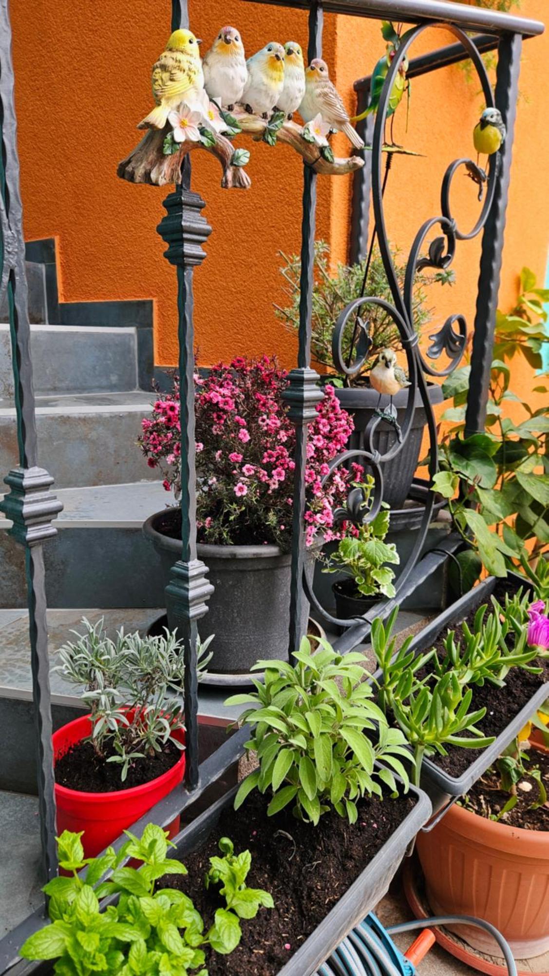 Mexicana Apartment Pink Ζαντάρ Εξωτερικό φωτογραφία